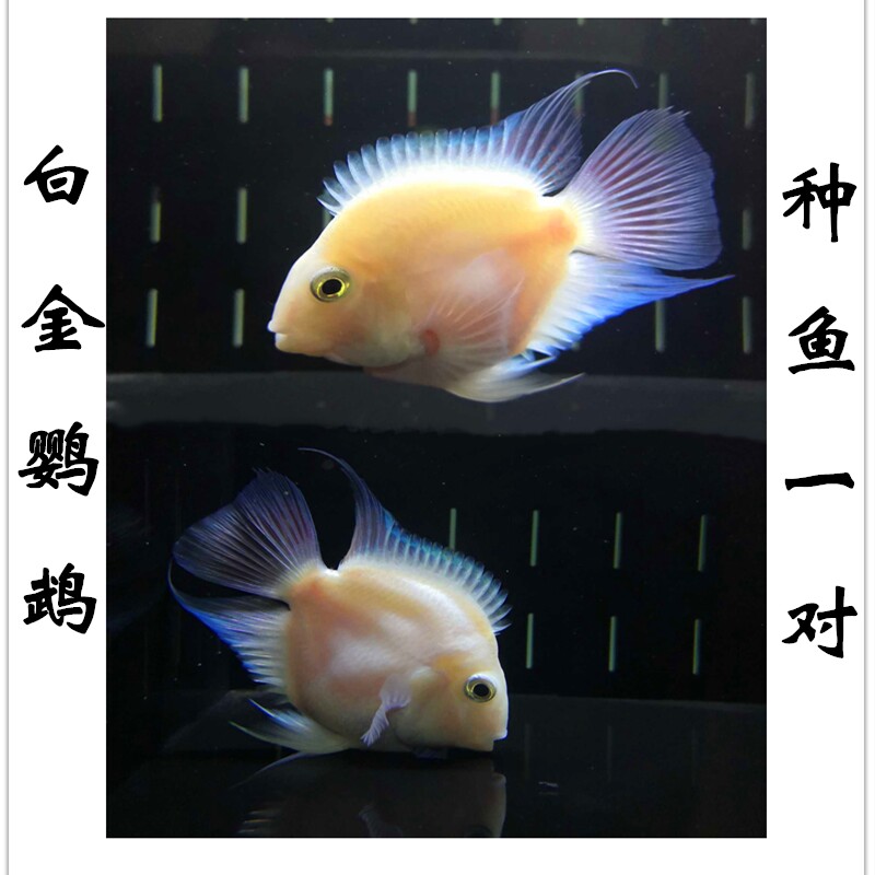 小型热带观赏鱼迷你鹦鹉红肚凤凰南美慈鲷淡水鱼鱼