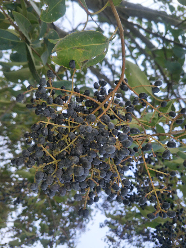 女贞正宗野生冬青子白腊树药材手工挑选500克其他药食同源食品
