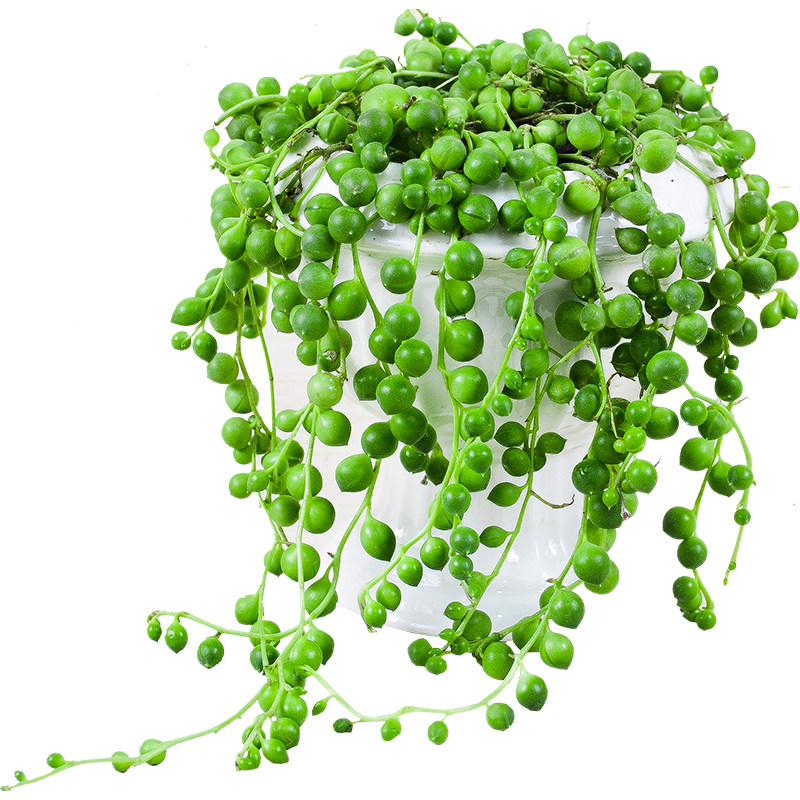 佛珠多肉植物超长藤紫玄月垂挂绿植肉垂室内多肉植物