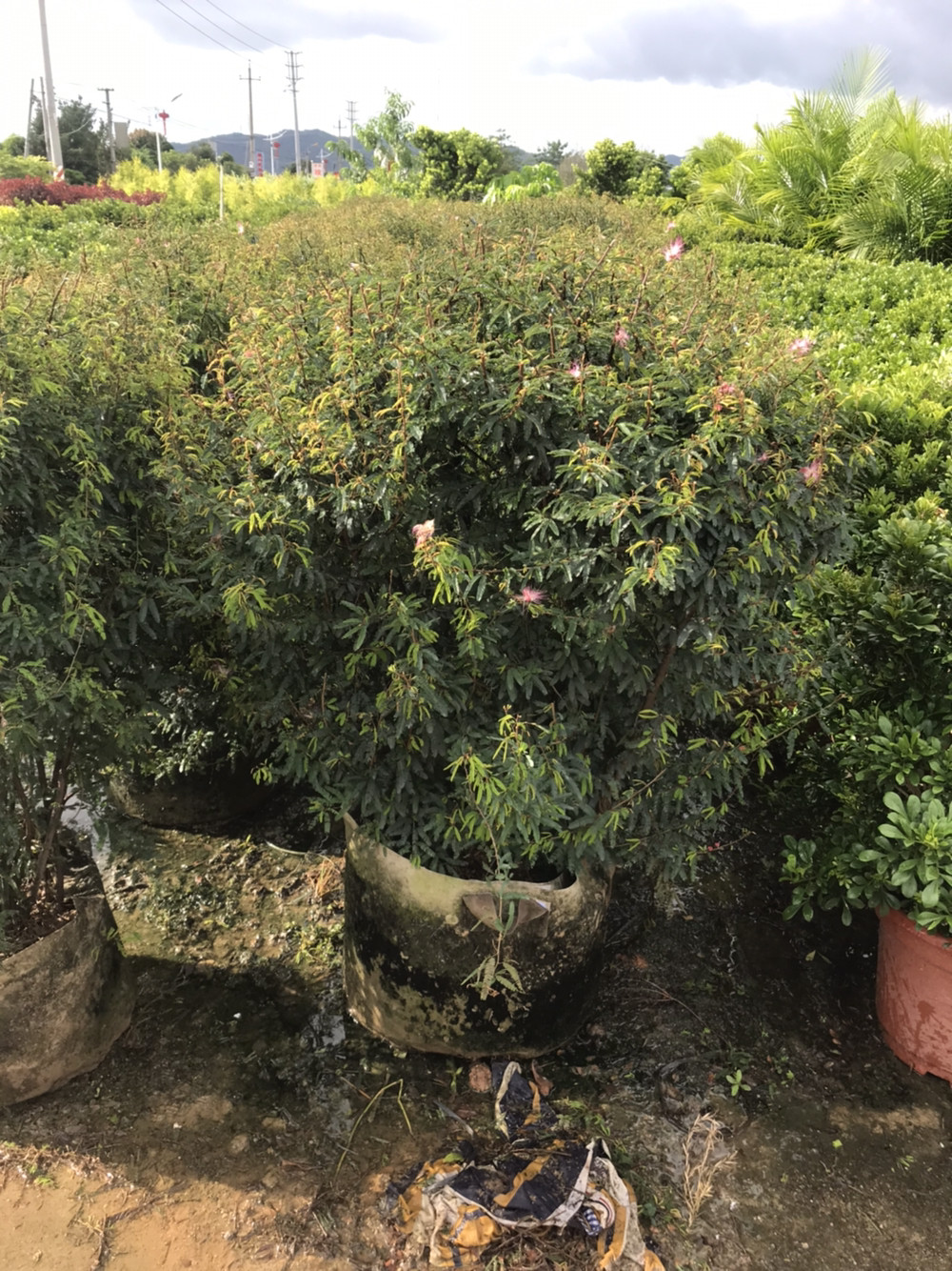 合欢香水米高香妃细叶粉扑花香花球球形园林绿化绿植