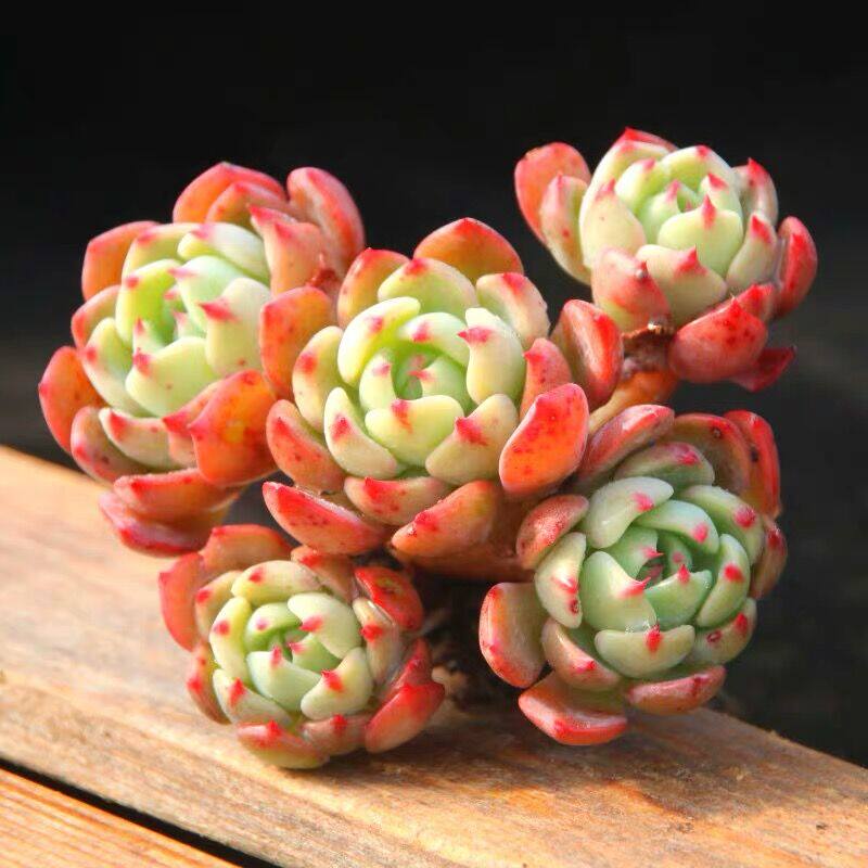 多肉娜娜小沟可爱红爪爪老桩群生桩子红边上色多肉植物