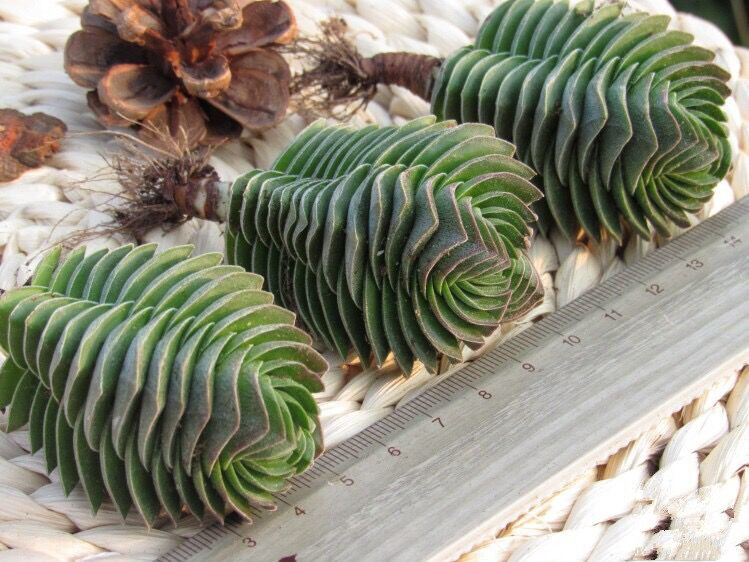 方塔景天天科锁龙属像塔五角型小清新可爱开花绿植多肉植物