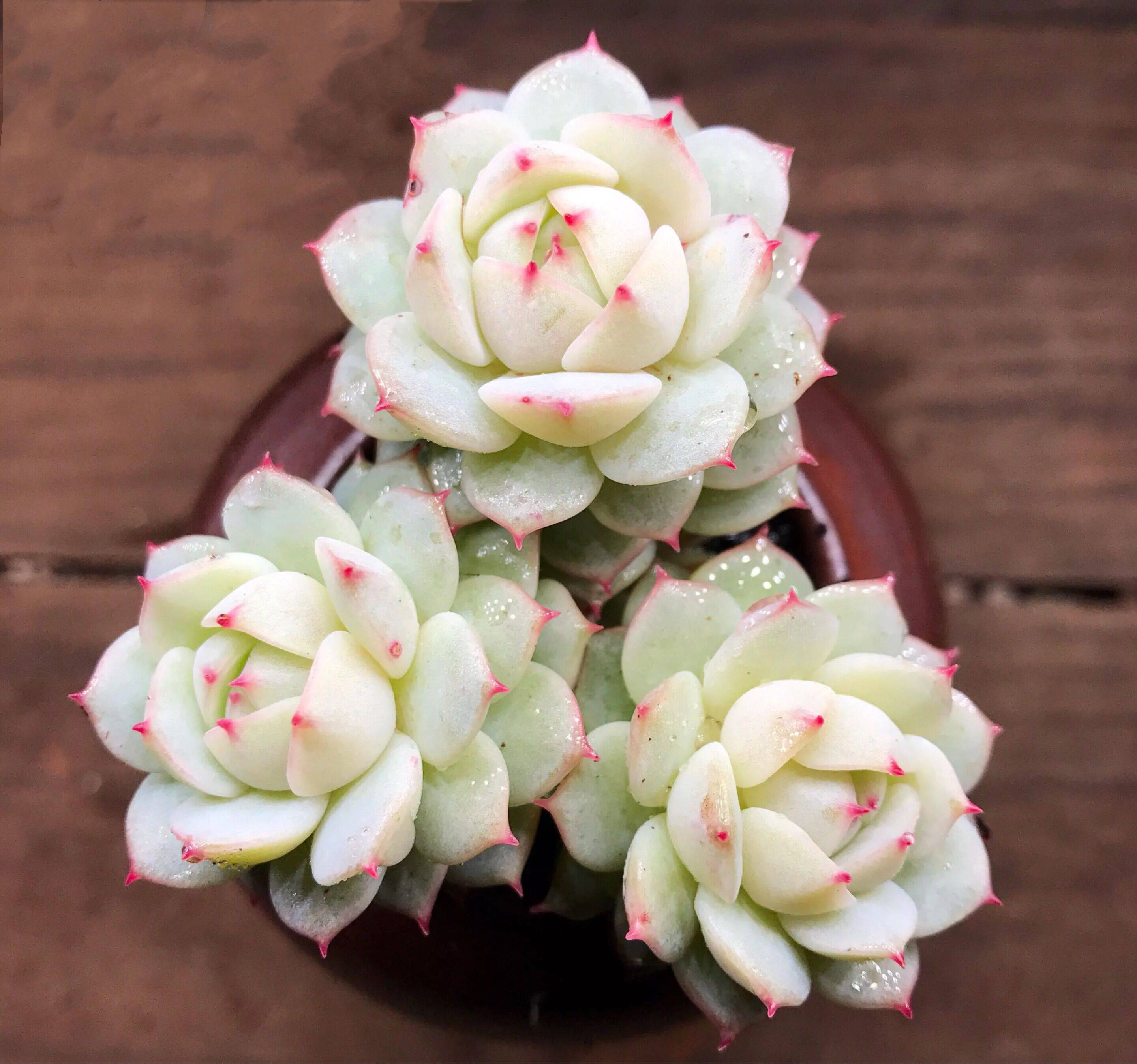 【静夜群生多头】清新果冻色精养多肉老桩植物静夜参考6.5厘米盆