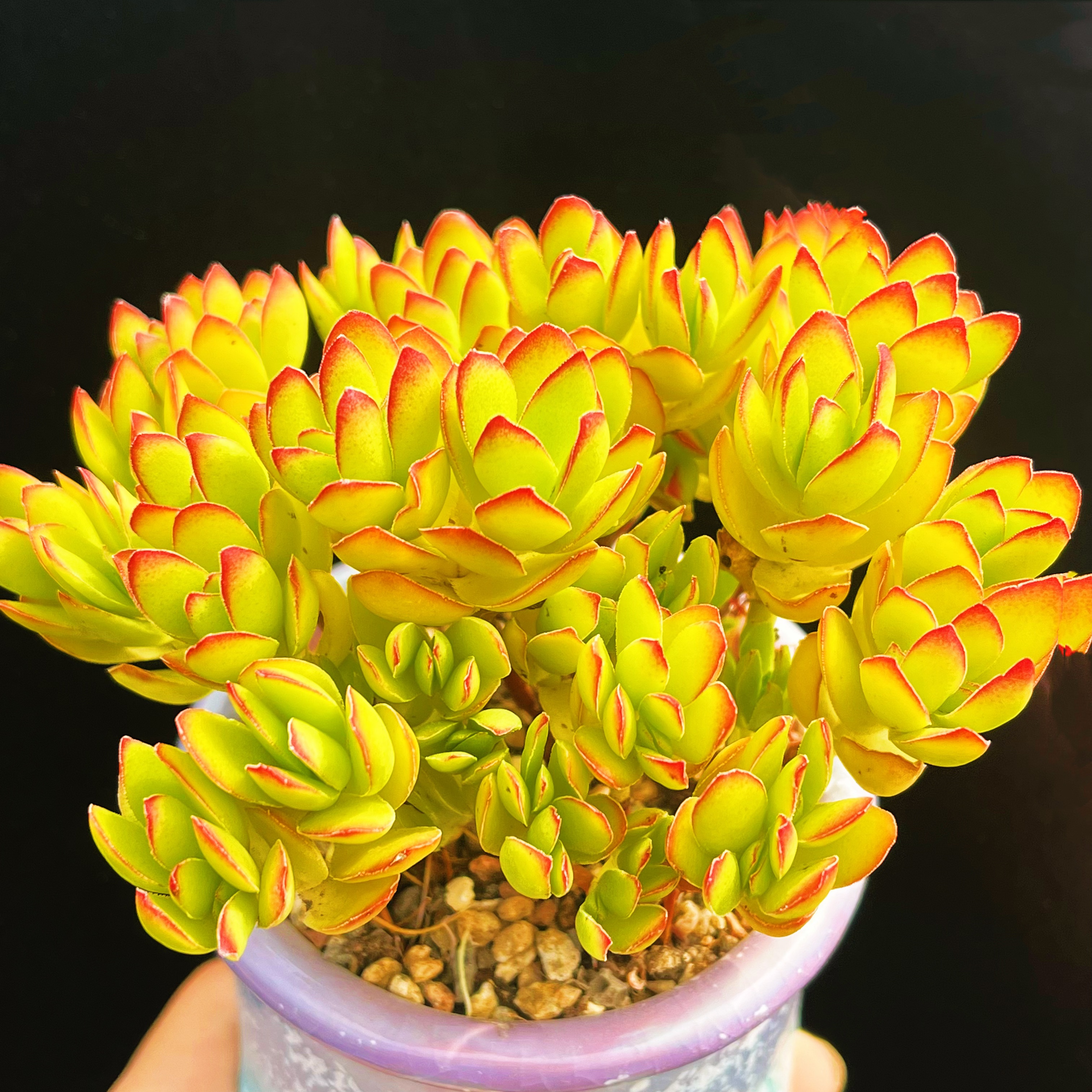 天狗之舞老桩爆盆温暖黄色绚烂渐变变色带团多肉植物