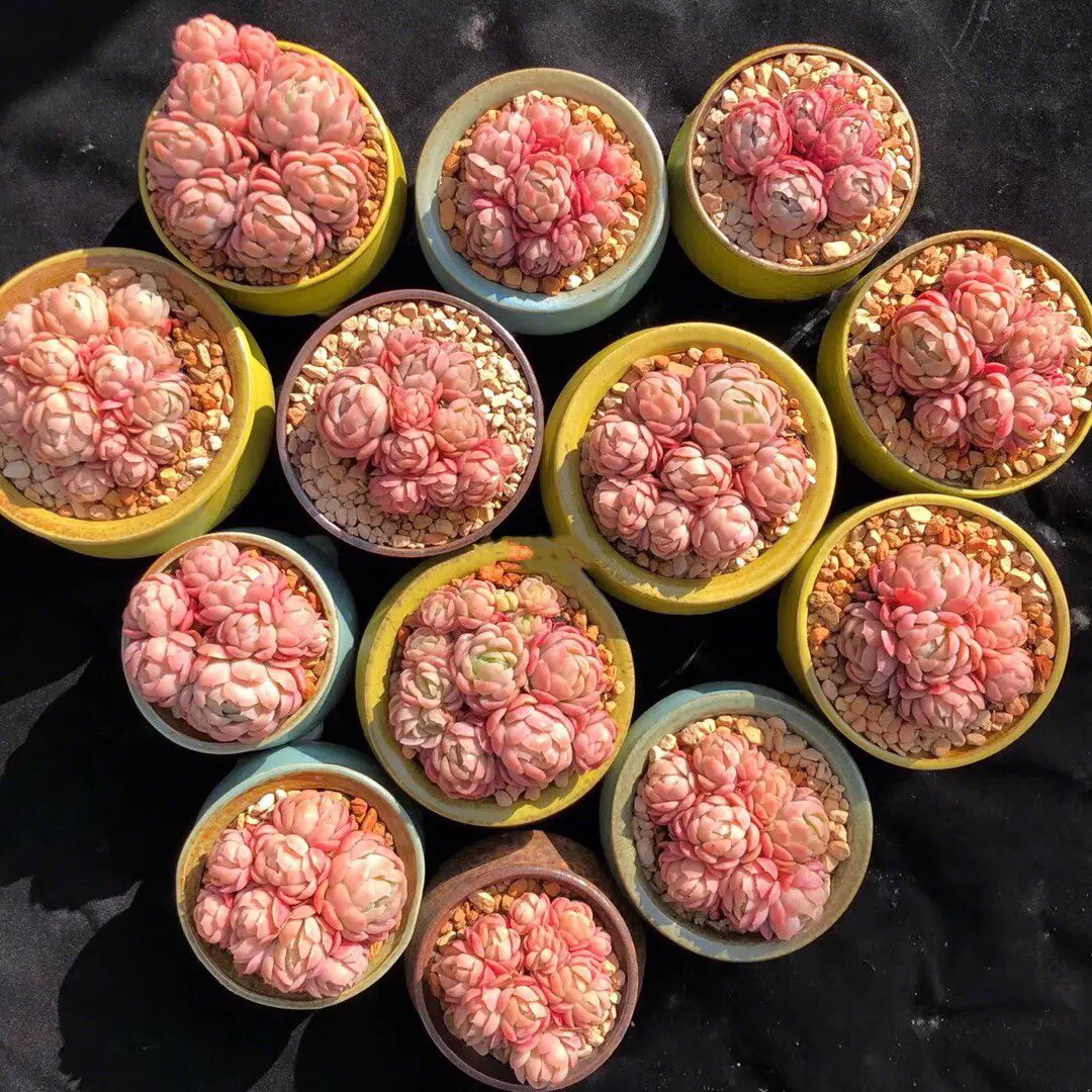 朵朵胭脂奶油贝瑞群生厘米乖巧可爱爱小包子多肉植物