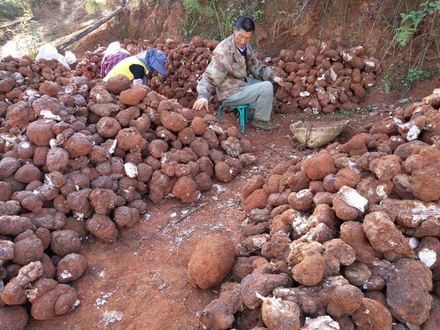 云南松茯苓块云茯苓自切在晒生茯苓块滇茯苓块未硫蒸 1000g包邮