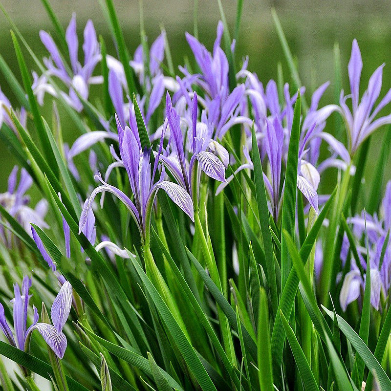 种子花种马莲多年生花卉植物种籽马兰子马蔺易家庭园艺种子