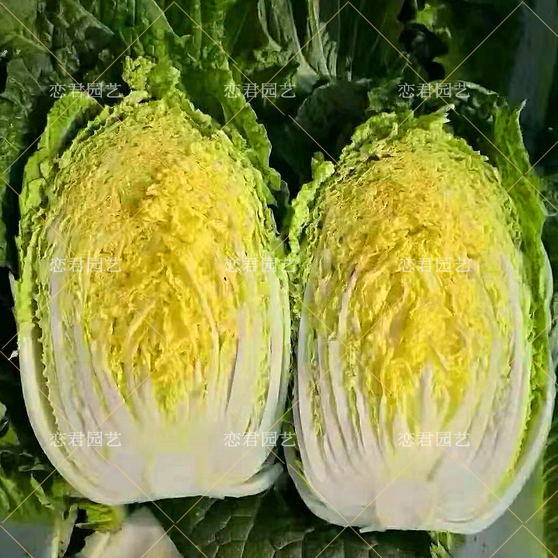 大白菜胶州菜籽种子四季春秋秋季黄心大白菜蔬家庭园艺种子