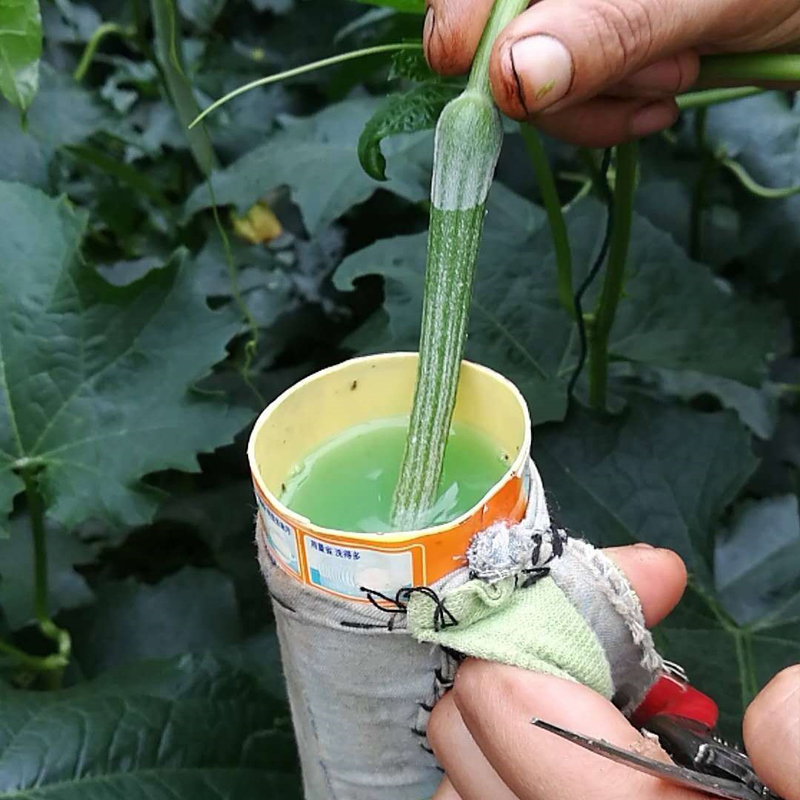 花药丝瓜番茄黄瓜西葫芦专用生长调节剂烂花家庭园艺肥料