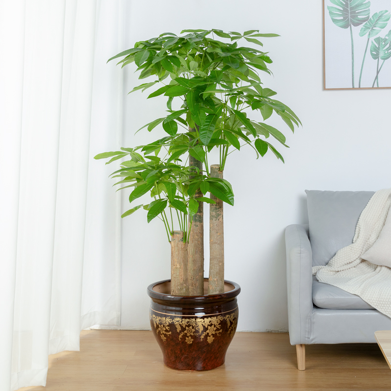 步步高发财树盆栽大型客厅办公室吸甲醛植物招财三杆发财树盆景