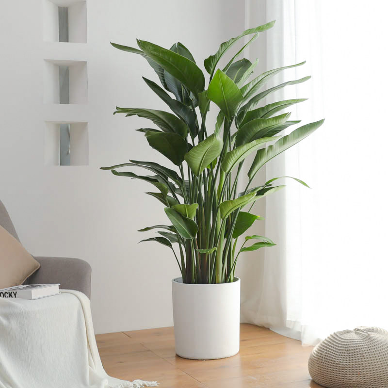 绿植天堂鸟盆栽植物办公室客厅净化空气室内北欧大型大型绿植