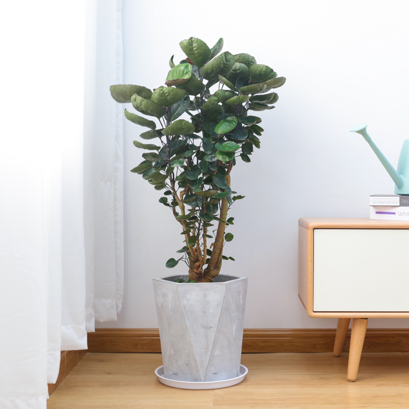 金钱兜圆叶福禄中大型盆栽盆景客厅办公室送礼风水大型绿植