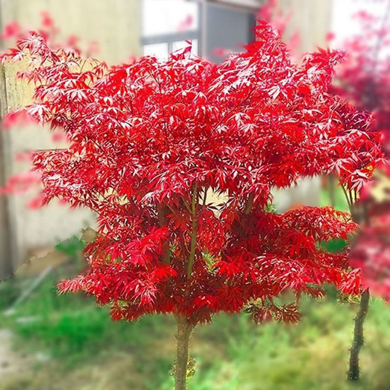 红枫树苗日本红枫中国红四季红庭院绿化红枫红舞姬盆栽红枫盆景苗