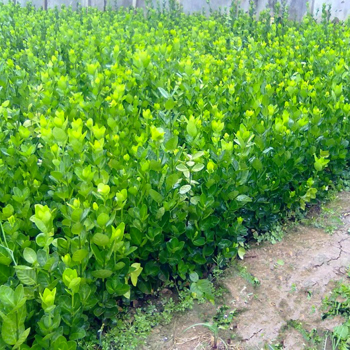 法国冬青冬青树树苗篱笆庭院绿化植物北海道黄杨观叶