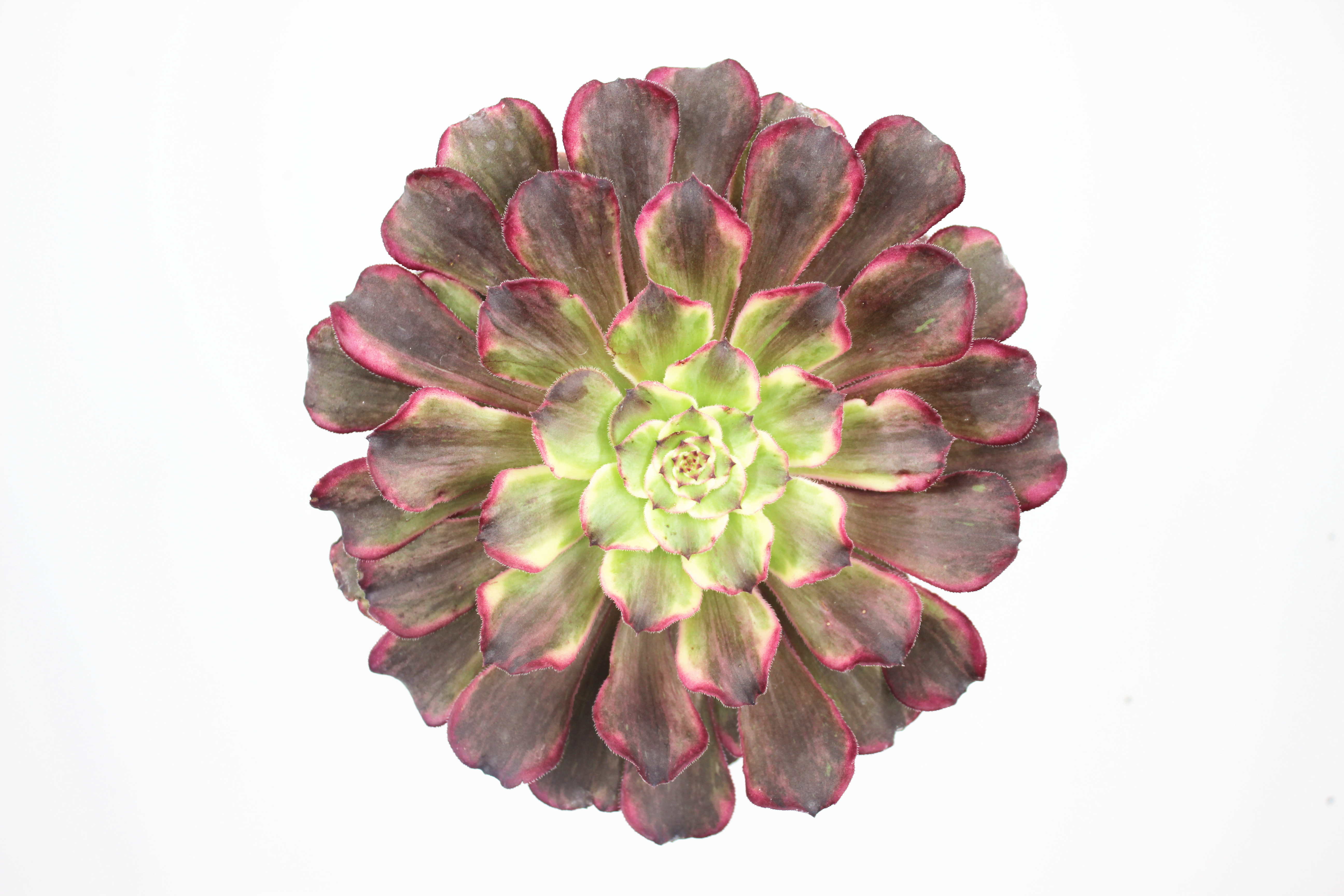 水墨画稀有新品法师多肉植物老桩缀化云南基地多肉植物