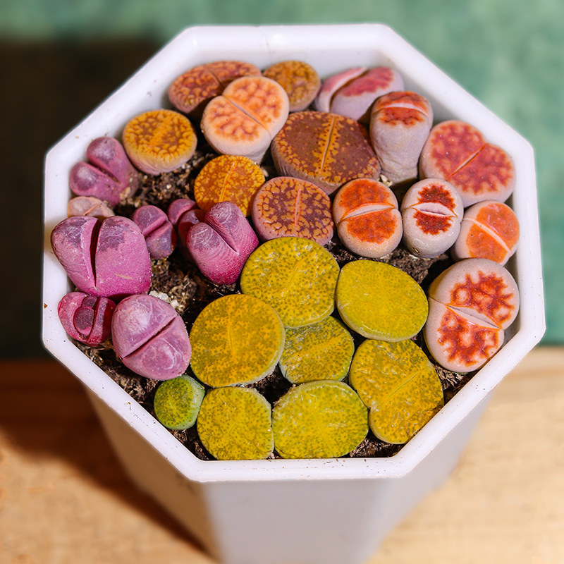 生石石头颗好科大番杏肉肉花卉开花屁屁花多多肉植物