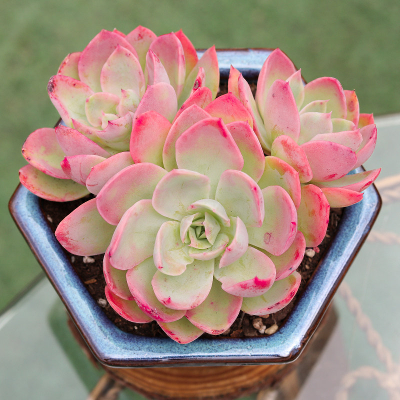 丝绸面纱群生多肉植物老桩稀有品种精品肉肉多肉植物