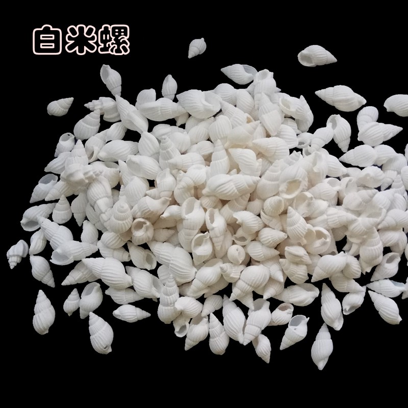 海螺15元50个贝壳小米米螺厘米手工漂流许愿瓶海螺