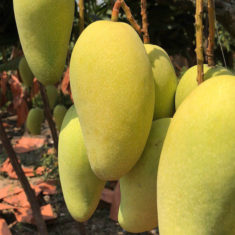 海南金煌芒果新鲜水果特大现摘水仙整箱礼盒芒果