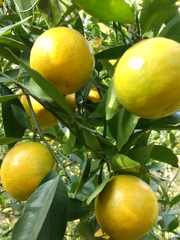 正宗广西武鸣沃柑贡柑10斤5新鲜精选水果 皇帝柑橘桔子包邮