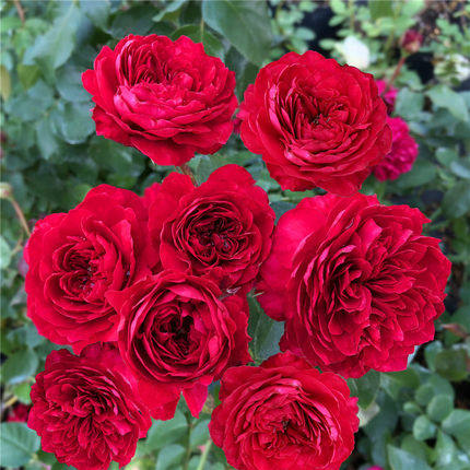 月季月季花欧月红色达芬奇红达花苗四季勤花灌木其他