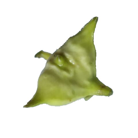 菱角四角苏北溱湖新鲜带壳野生农家香凌角棱角菱角