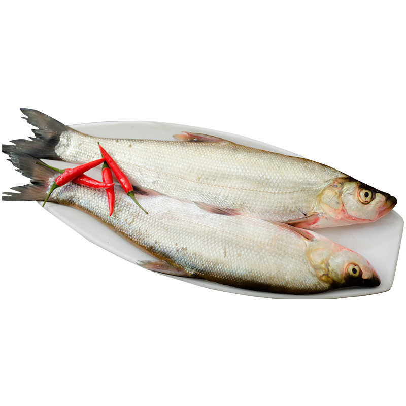 湖北荆州特产洈水鱼大白刁翘嘴鱼刁子鱼新鲜鱼鲜活现杀现发野生鱼