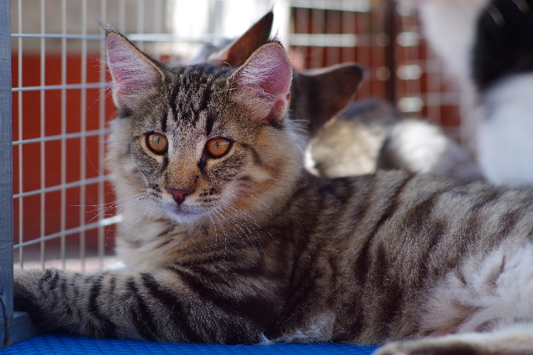 鱼骨刺猫虎斑图片