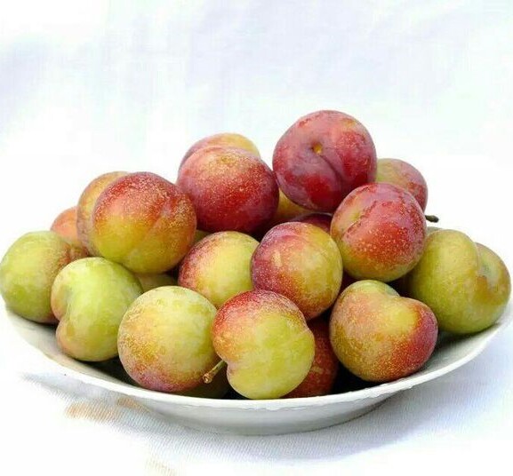 湖北五月青红麦李新鲜香甜甜酸李子5斤包邮现李子