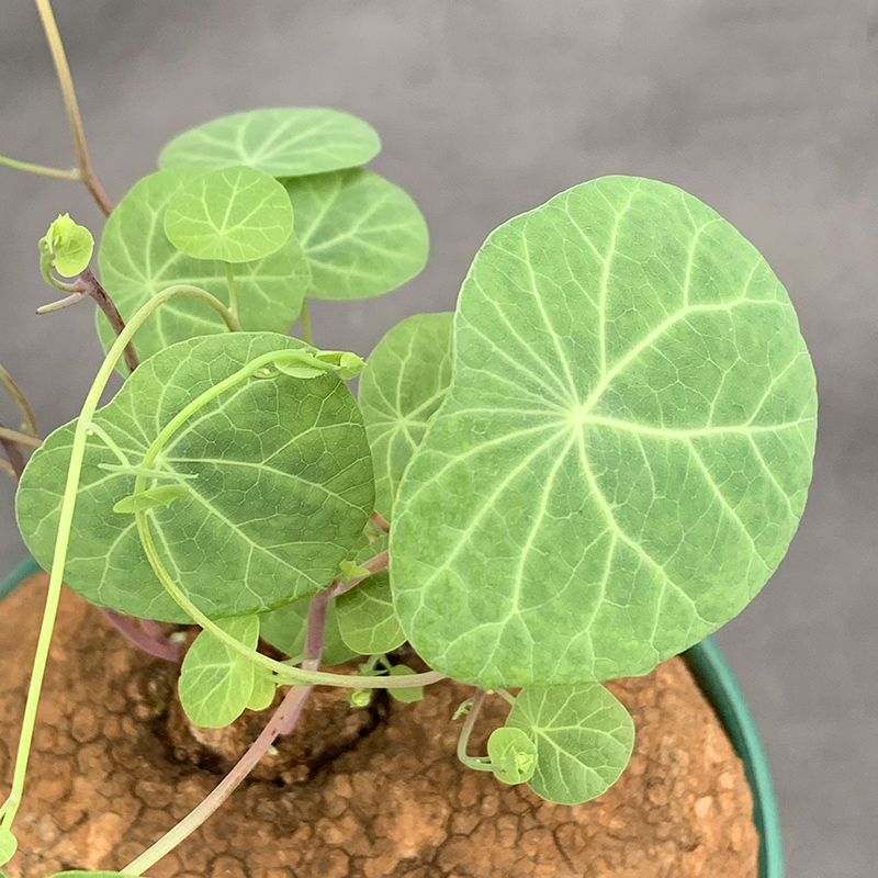 花定泰国圆叶山乌龟素可泰观叶植物植物块根多肉一物多肉植物