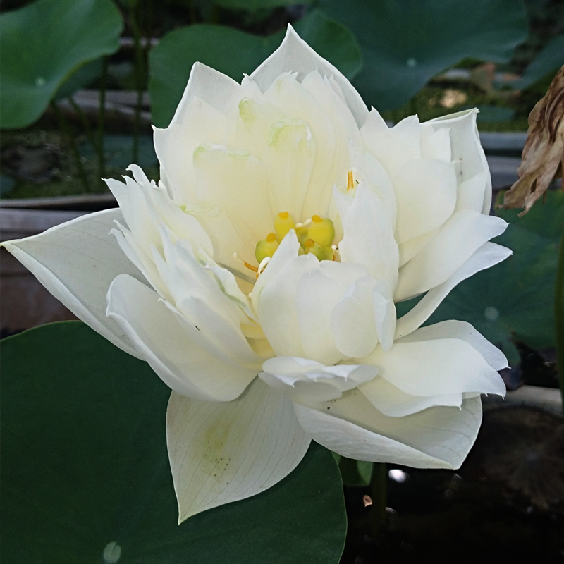 秦淮白玉小型花卉真碗莲荷荷花迷你碗莲种藕鞭时令草本花卉