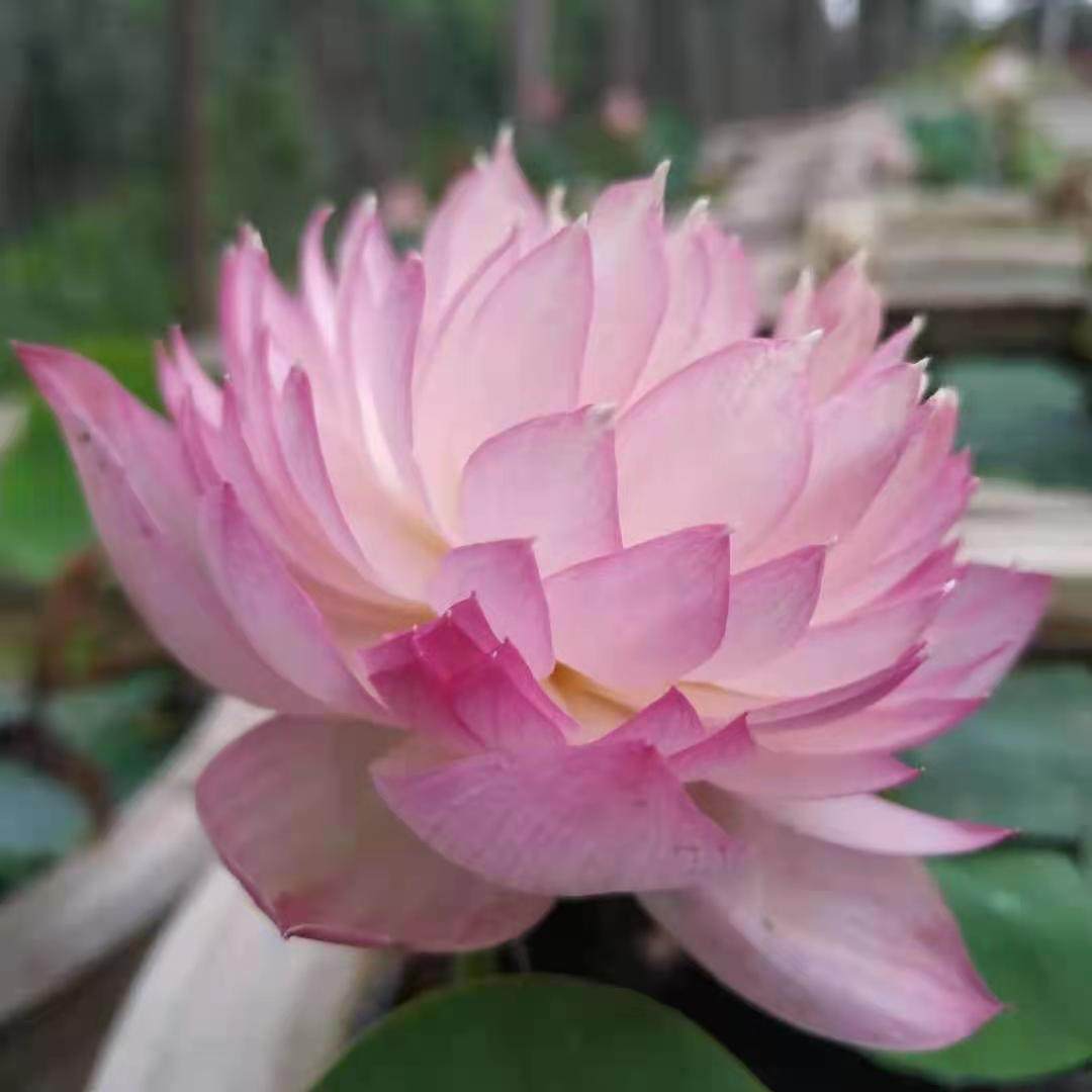 霓裳小曲13c小型碗莲种藕荷荷花盆栽莲花水培时令草本花卉