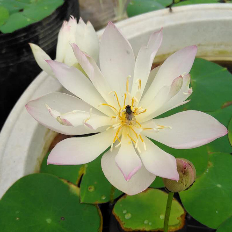 矮楚女微型 碗莲种藕荷栽莲花阳台水培花卉观赏植物 建国碗莲苑