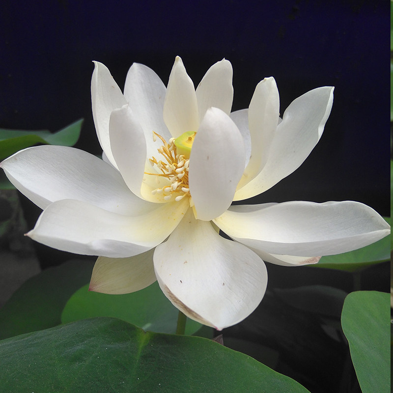 白玉碗莲种藕苗荷花盆栽莲花阳台水培观赏植物建国花卉