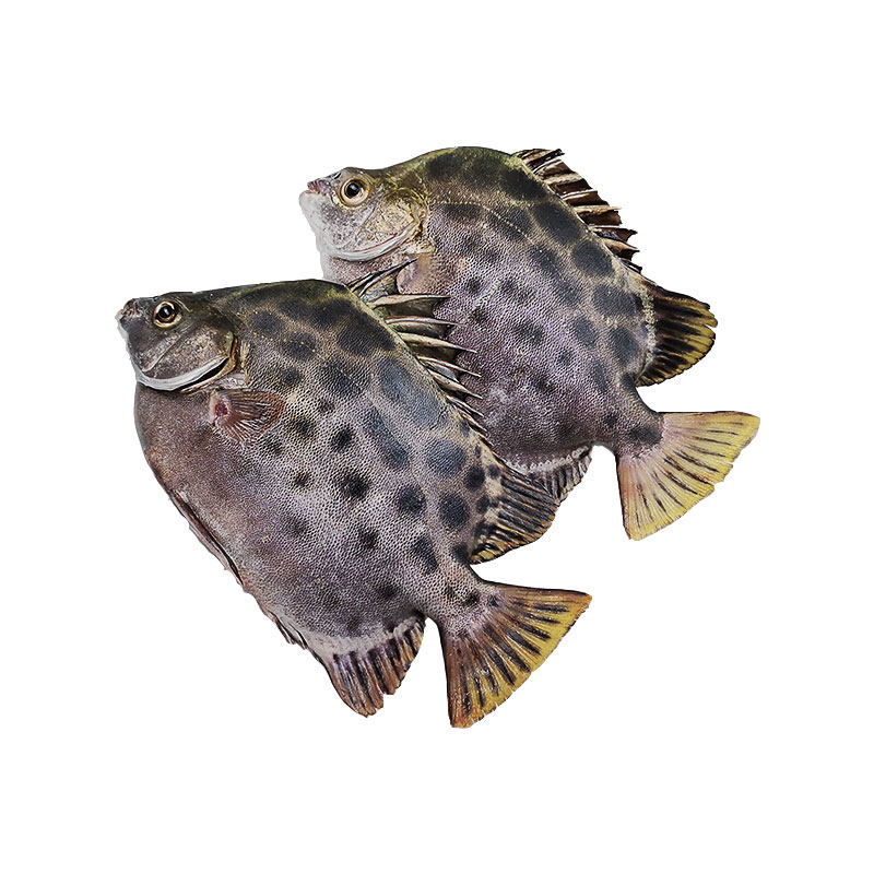 海鱼新鲜海钓深海金午鱼鲜活冷冻斑点湛江生鲜鲳鱼