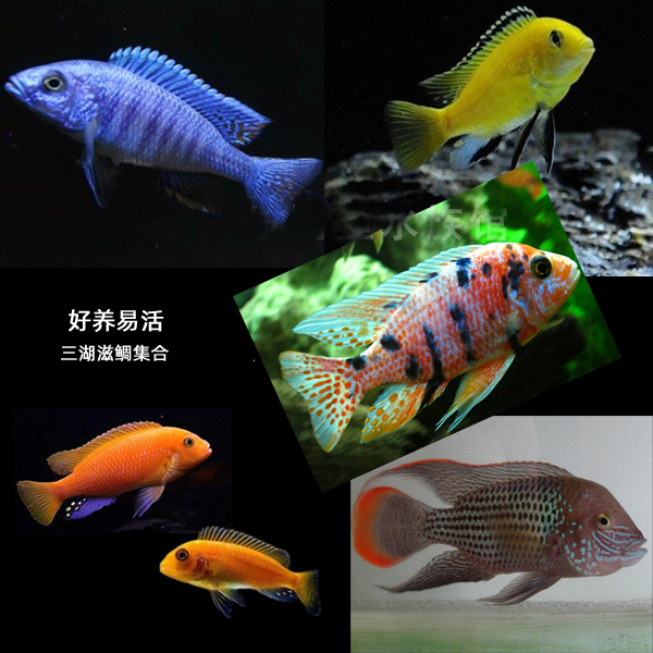 三湖鲷鱼活体慈鲷马鲷鱼坦雕热带鱼小型鱼小鱼