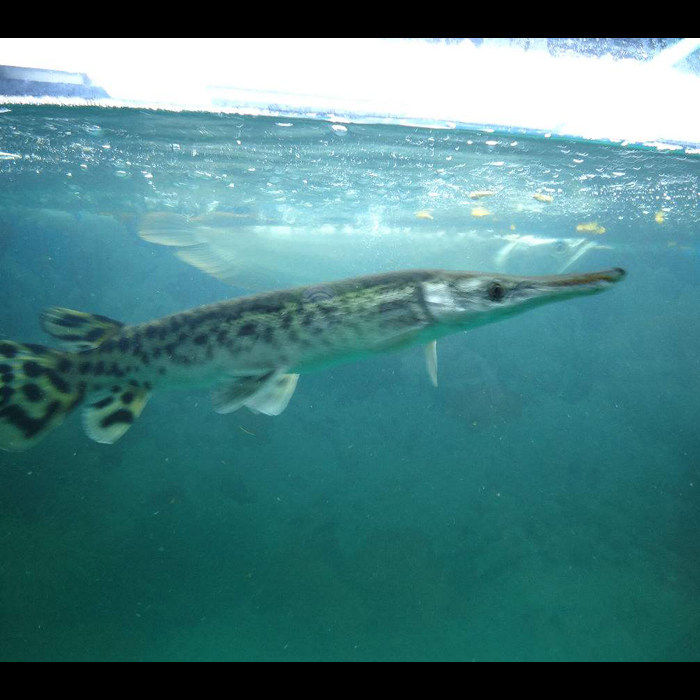 鳄鱼长嘴热带鱼尖嘴鳄福鸭咀雀鳝大型凶猛上层鱼