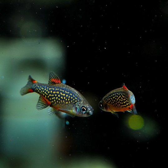 火翅金钻灯鱼灯科游鱼火炽热带观赏鱼小型灯火鱼