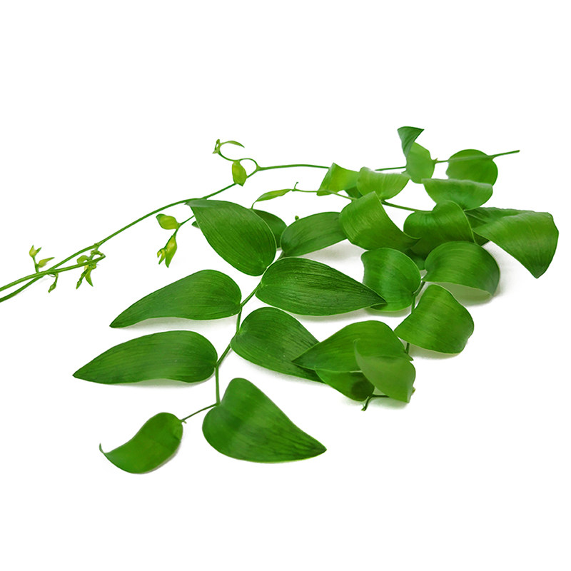 新鲜幸运星阔叶舞竹熊猫竹猫竹食用花草酒店西餐其它