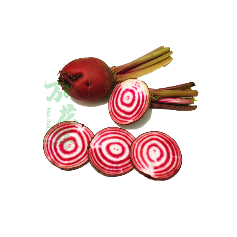 条纹新鲜萝卜菜头螺旋纹菜头西餐摆盘装饰花草其它