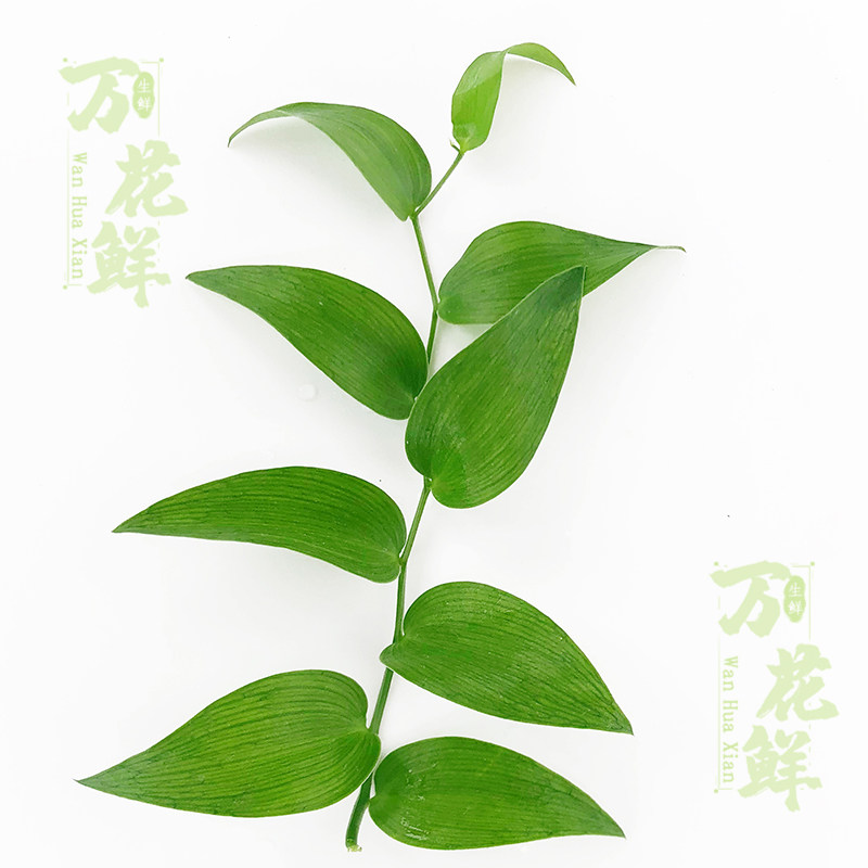 新鲜幸运星阔叶舞竹熊猫竹猫竹食用花草酒店西餐其它