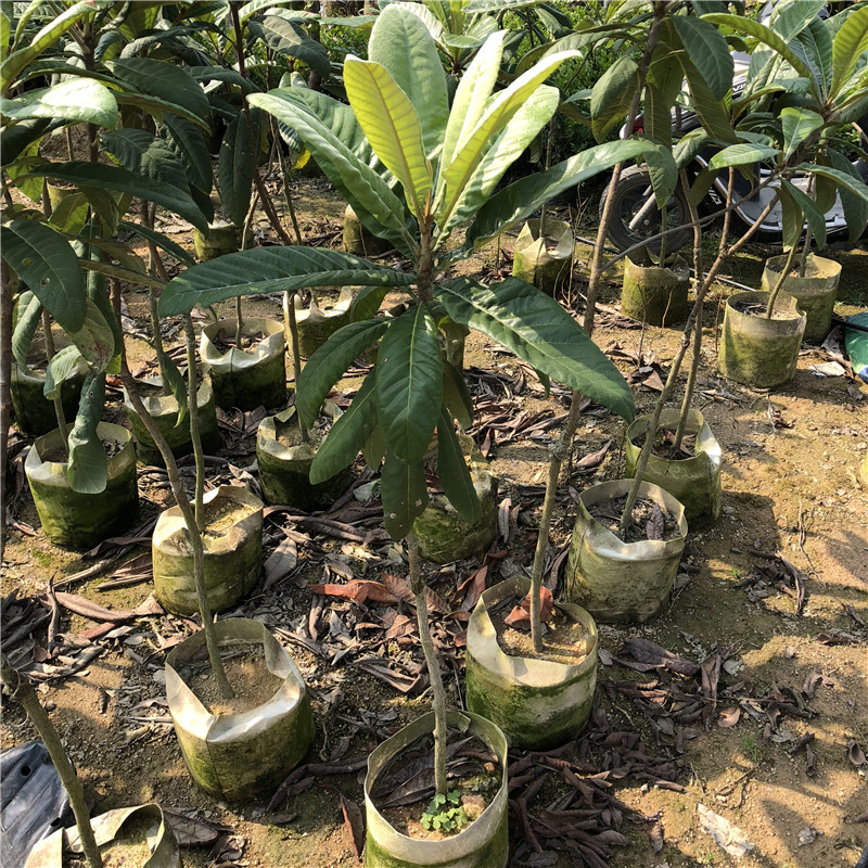 南方果树树苗特大枇杷苗树嫁接庭院盆栽地栽果树