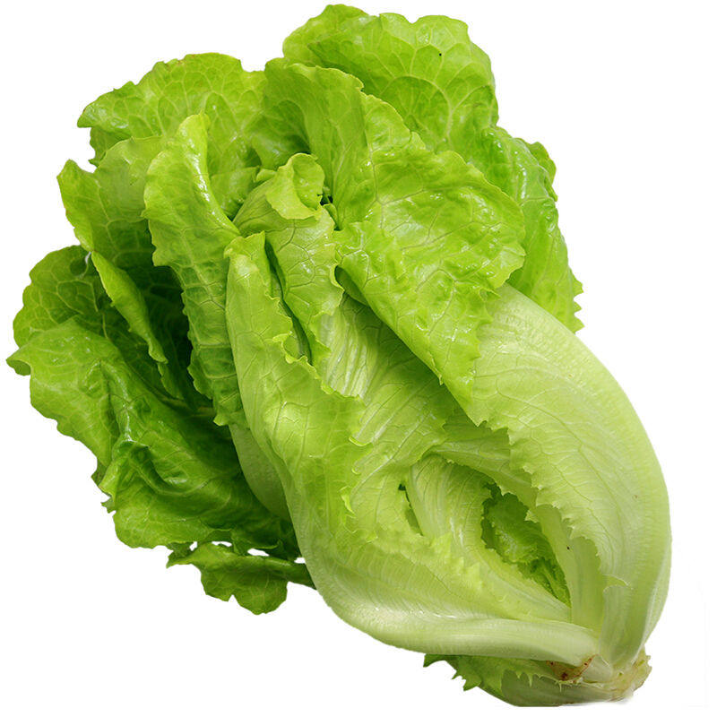 新鲜生菜奶油沙拉蔬菜河南农家青菜叶菜类
