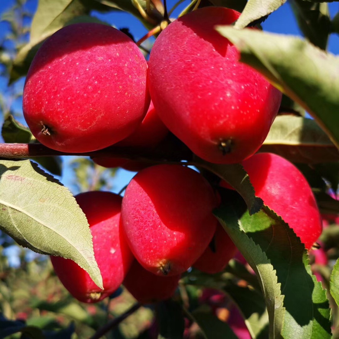 新疆香妃海棠果4斤装伊犁脆甜鸡心小苹果新鲜当季苹果