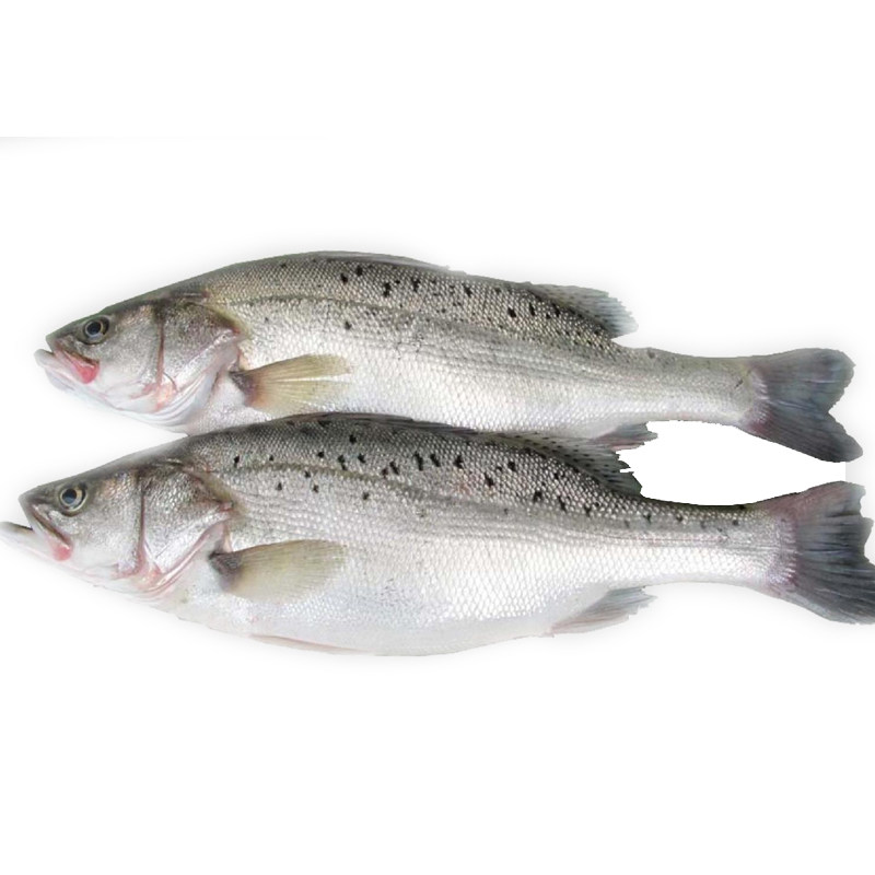 鲜活鲈鱼新鲜 青岛海捕海鲈鱼七星花鲈鱼冷冻海鱼海鲜水产3条4斤