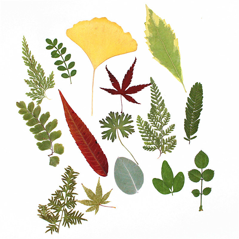 幼儿园树叶手工粘贴贴画活动干花植物标本装饰手工创意粘贴类