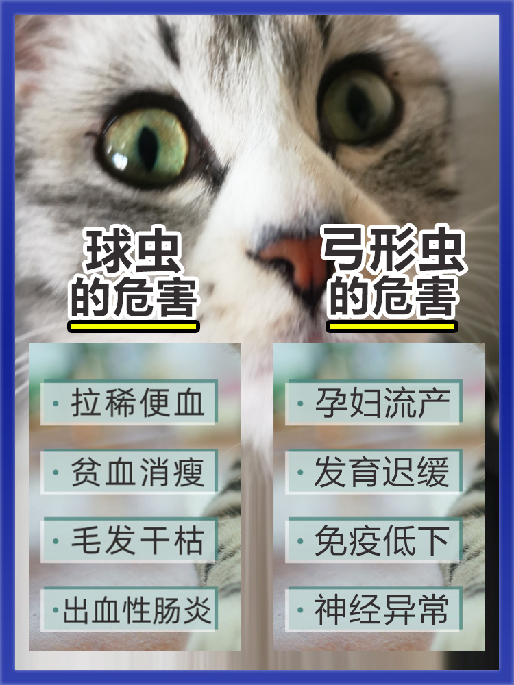 炎迪净驱虫药去球虫净猫咪驱弓形虫病非d800百球快乐清红糖猫肠炎