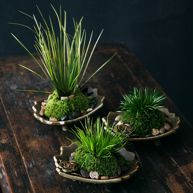 颂村金钱菖蒲草苔藓球 菖蒲盆景附石微景观 水培花卉植物室内花