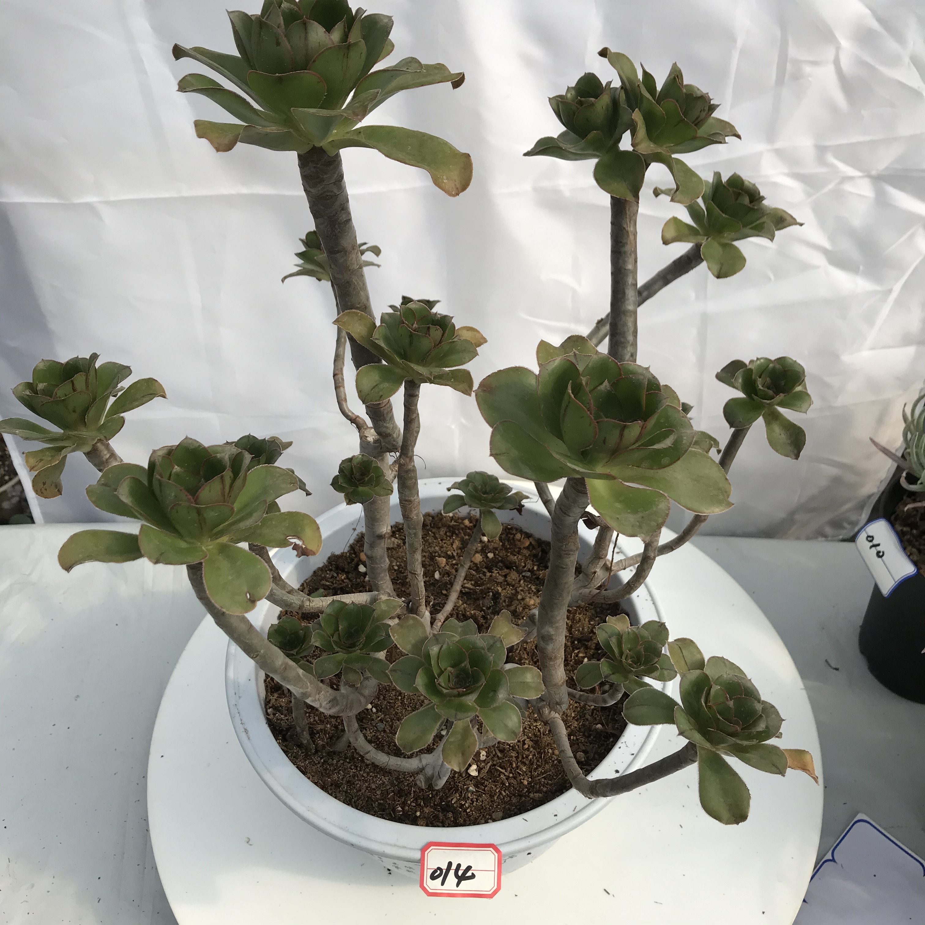 老桩艳姿室内阳台办公室盆栽多肉植物4年母本多肉植物