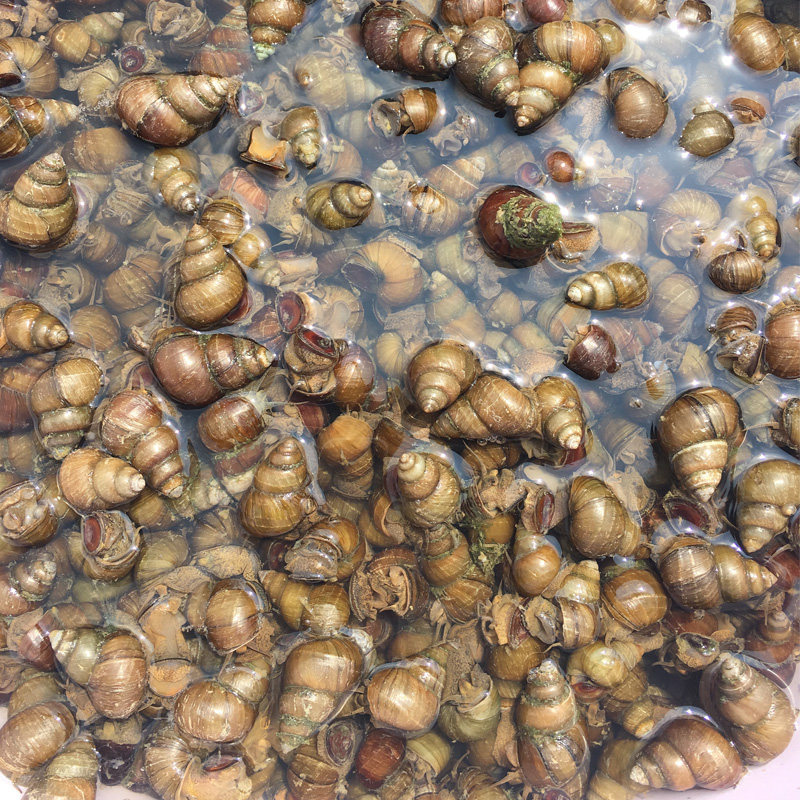 淡水湖渔民现抓现挑螺丝田螺手工挑制新鲜螺蛳贝类制品